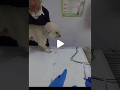 Wie wird bei Hunden ein Endotrachealrohr eingesetzt?