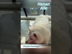 Wie man die Pfote Ihres Haustiers verbindet?