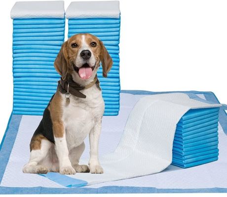 Guter Preis 5-Ply Pet Training Pad mit superabsorbierendem SAP-Material, undichtem PE-Rückhalt und schnell trockener Oberfläche für Hunde und Katzen Online