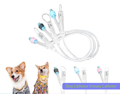 Guter Preis Tiere Medizinisch Hydrophil Veterinär Silikonbeschichtung Super-Gleitfähigkeit 2-Wege Reines Silikon Foley Katheter Urologische Chirurgie für Hunde Online